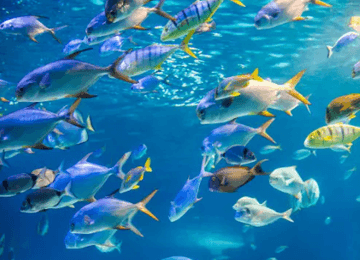 魚