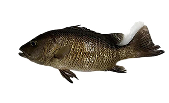 紅有魚(yú)1