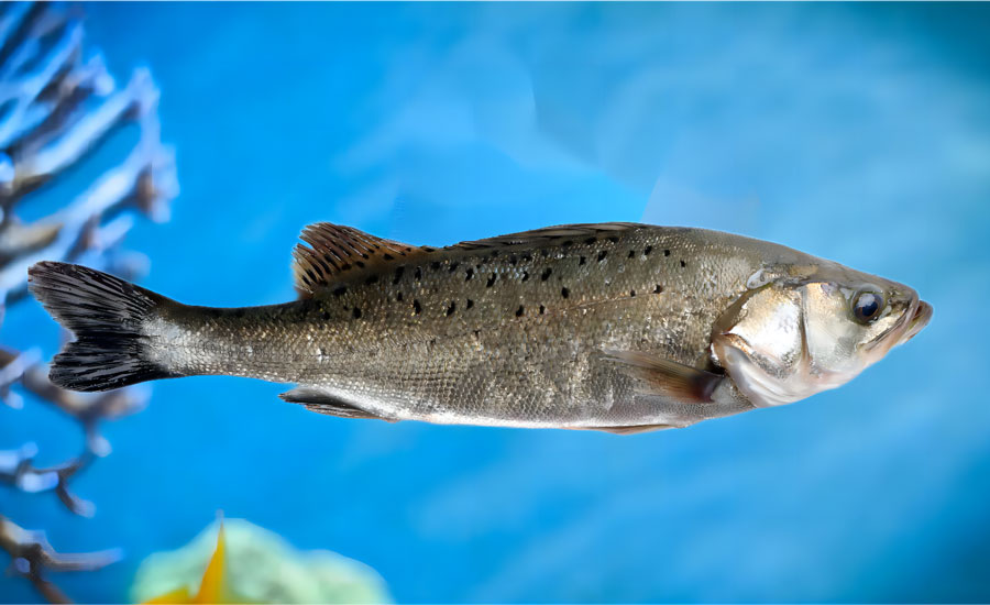 海鱸魚(yú)1(1)