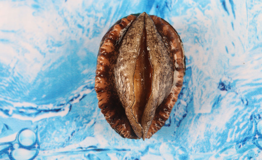 鮑魚31