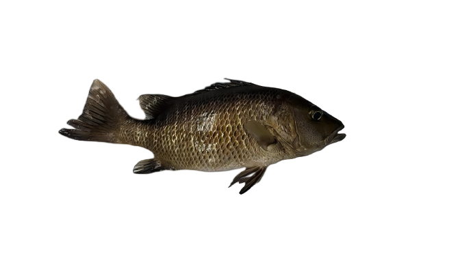 紅有魚2-removebg-preview