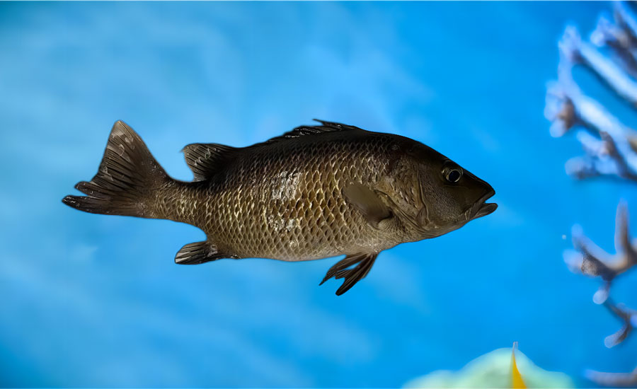 紅有魚2