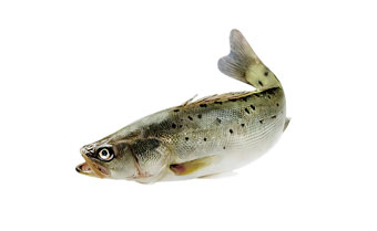 海鱸魚(yú)1