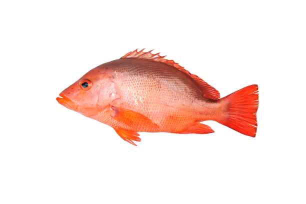 紅魚1_1_-removebg-preview