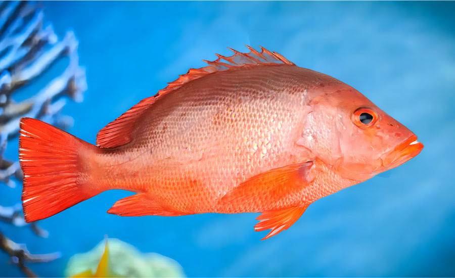 紅魚2