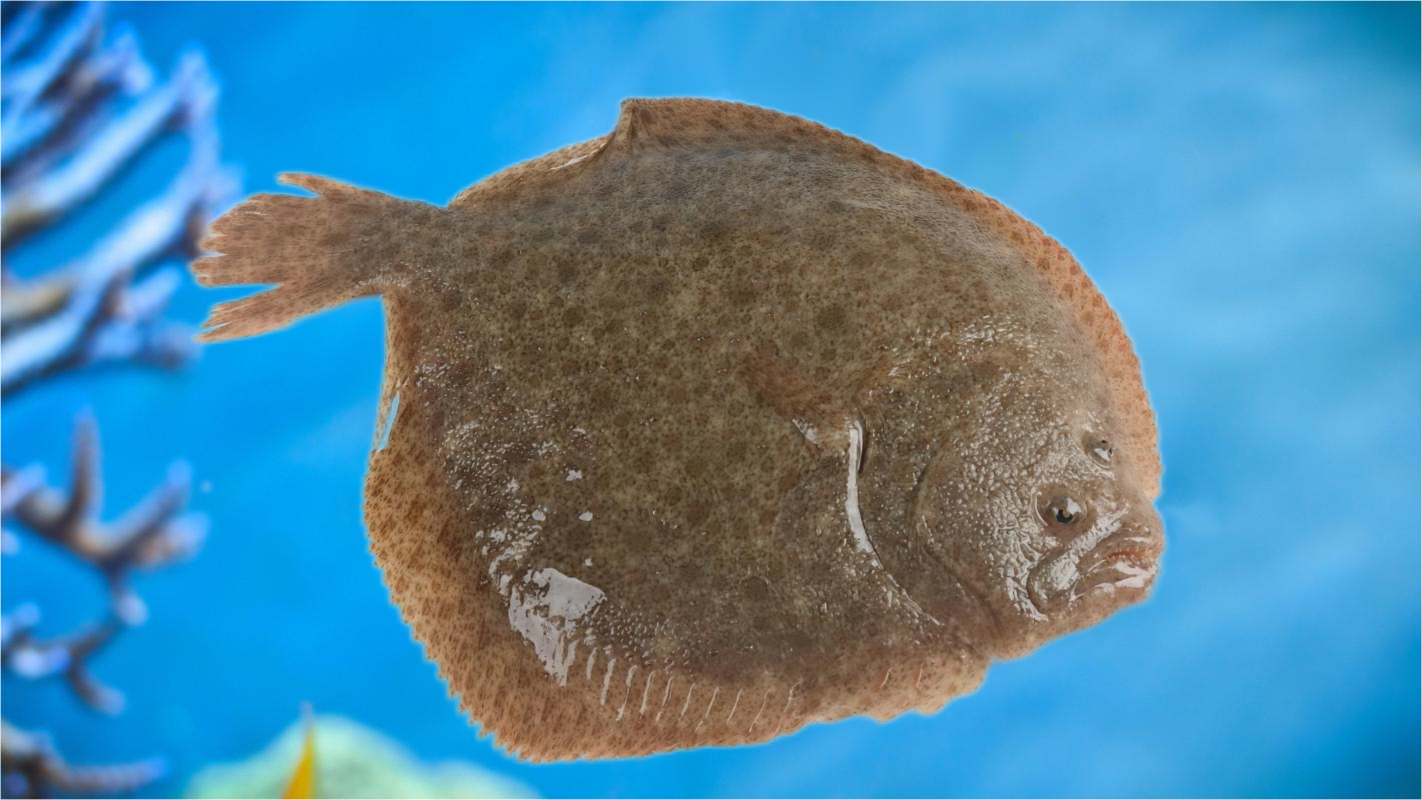 多寶魚1(1)