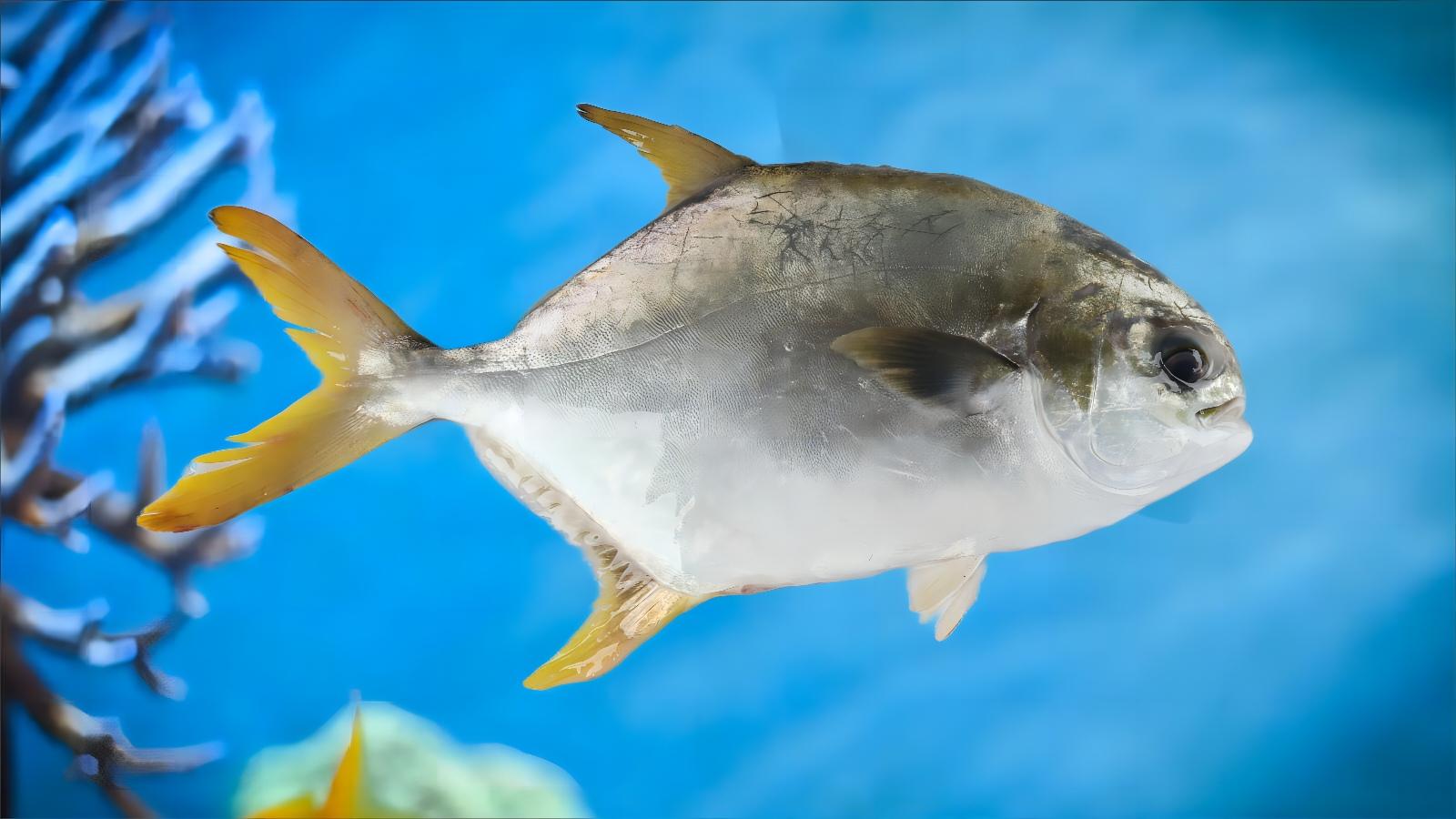 金鯧魚(yú)2